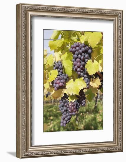 Red Wine Grapes in Autumn, Uhlbach, Stuttgart, Baden Wurttemberg, Germany, Europe-Markus-Framed Photographic Print