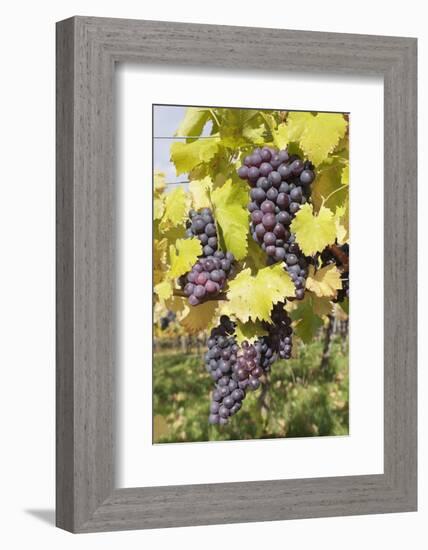 Red Wine Grapes in Autumn, Uhlbach, Stuttgart, Baden Wurttemberg, Germany, Europe-Markus-Framed Photographic Print