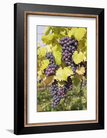 Red Wine Grapes in Autumn, Uhlbach, Stuttgart, Baden Wurttemberg, Germany, Europe-Markus-Framed Photographic Print