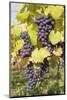 Red Wine Grapes in Autumn, Uhlbach, Stuttgart, Baden Wurttemberg, Germany, Europe-Markus-Mounted Photographic Print