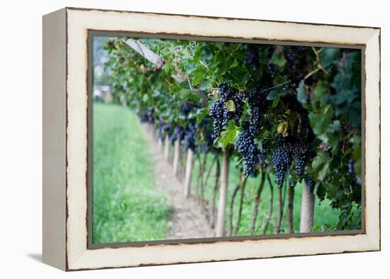 Red Wine Grapes on A Vine Vines on Lake Garda-Helmut1979-Framed Premier Image Canvas