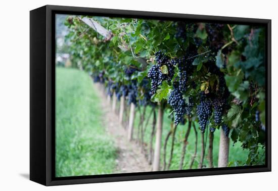 Red Wine Grapes on A Vine Vines on Lake Garda-Helmut1979-Framed Premier Image Canvas