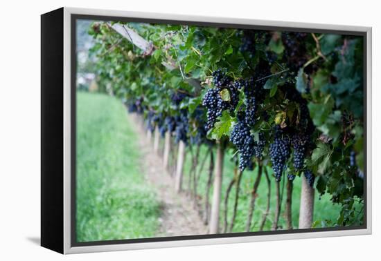 Red Wine Grapes on A Vine Vines on Lake Garda-Helmut1979-Framed Premier Image Canvas