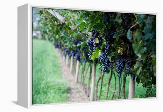 Red Wine Grapes on A Vine Vines on Lake Garda-Helmut1979-Framed Premier Image Canvas