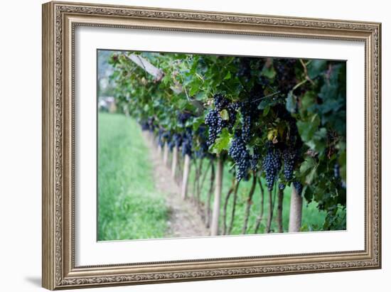 Red Wine Grapes on A Vine Vines on Lake Garda-Helmut1979-Framed Photographic Print