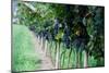 Red Wine Grapes on A Vine Vines on Lake Garda-Helmut1979-Mounted Photographic Print