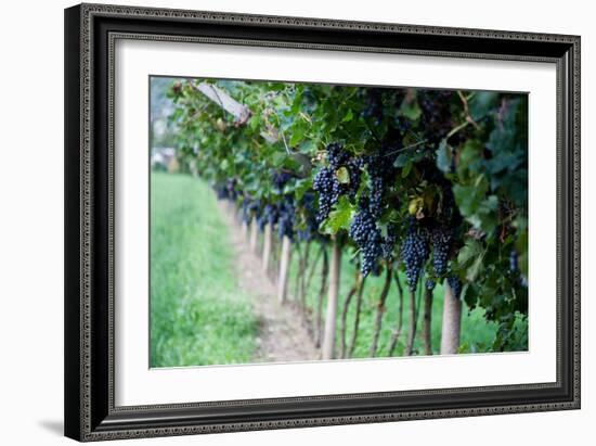 Red Wine Grapes on A Vine Vines on Lake Garda-Helmut1979-Framed Photographic Print