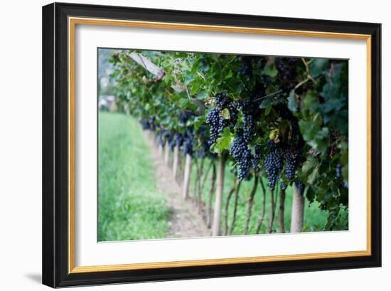 Red Wine Grapes on A Vine Vines on Lake Garda-Helmut1979-Framed Photographic Print