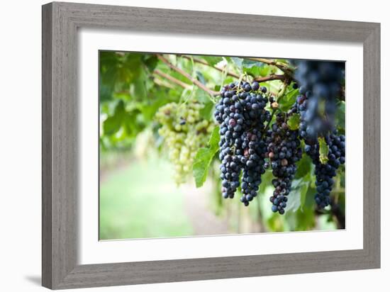 Red Wine Grapes on A Vine Vines on Lake Garda-Helmut1979-Framed Photographic Print