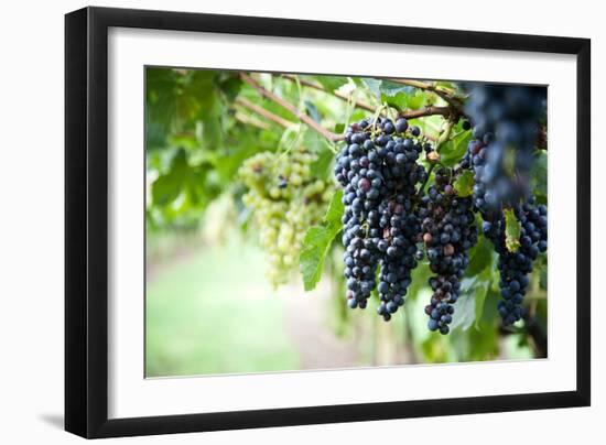 Red Wine Grapes on A Vine Vines on Lake Garda-Helmut1979-Framed Photographic Print