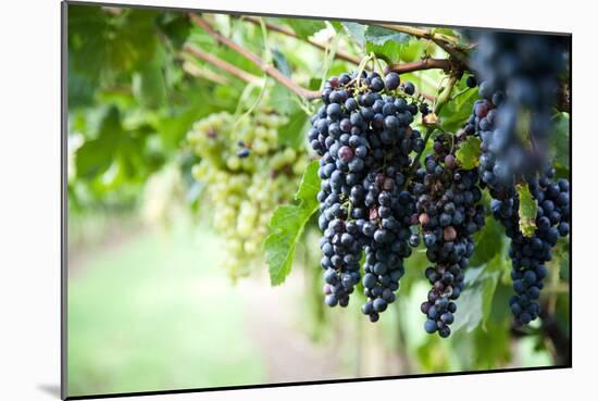 Red Wine Grapes on A Vine Vines on Lake Garda-Helmut1979-Mounted Photographic Print