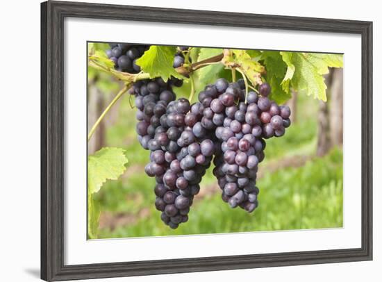 Red Wine Grapes, Uhlbach, Baden Wurttemberg, Germany, Europe-Markus-Framed Photographic Print