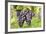 Red Wine Grapes, Uhlbach, Baden Wurttemberg, Germany, Europe-Markus-Framed Photographic Print