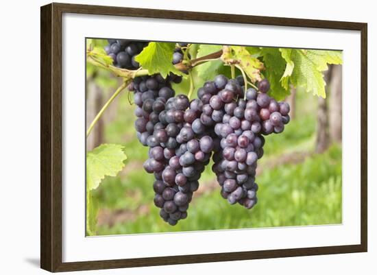 Red Wine Grapes, Uhlbach, Baden Wurttemberg, Germany, Europe-Markus-Framed Photographic Print