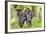 Red Wine Grapes, Uhlbach, Baden Wurttemberg, Germany, Europe-Markus-Framed Photographic Print