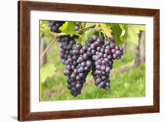 Red Wine Grapes, Uhlbach, Baden Wurttemberg, Germany, Europe-Markus-Framed Photographic Print