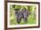 Red Wine Grapes, Uhlbach, Baden Wurttemberg, Germany, Europe-Markus-Framed Photographic Print