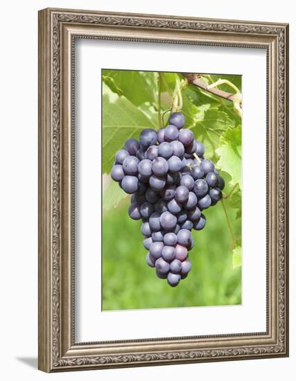 Red Wine Grapes, Uhlbach, Baden Wurttemberg, Germany, Europe-Markus-Framed Photographic Print