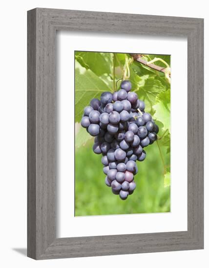 Red Wine Grapes, Uhlbach, Baden Wurttemberg, Germany, Europe-Markus-Framed Photographic Print