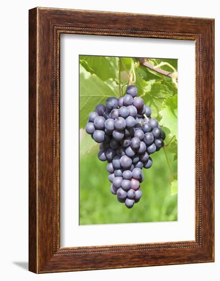 Red Wine Grapes, Uhlbach, Baden Wurttemberg, Germany, Europe-Markus-Framed Photographic Print