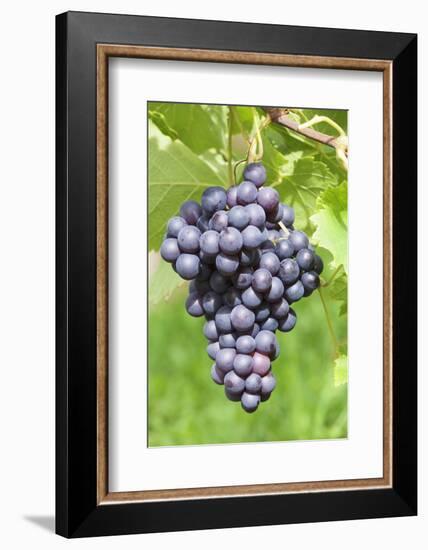 Red Wine Grapes, Uhlbach, Baden Wurttemberg, Germany, Europe-Markus-Framed Photographic Print