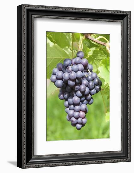 Red Wine Grapes, Uhlbach, Baden Wurttemberg, Germany, Europe-Markus-Framed Photographic Print