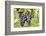 Red Wine Grapes, Uhlbach, Baden Wurttemberg, Germany, Europe-Markus-Framed Photographic Print