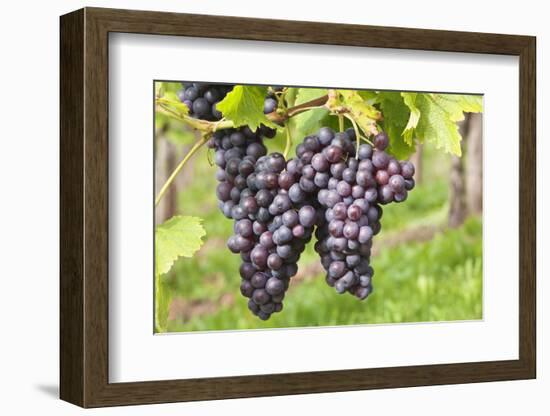 Red Wine Grapes, Uhlbach, Baden Wurttemberg, Germany, Europe-Markus-Framed Photographic Print