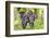 Red Wine Grapes, Uhlbach, Baden Wurttemberg, Germany, Europe-Markus-Framed Photographic Print