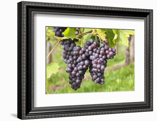 Red Wine Grapes, Uhlbach, Baden Wurttemberg, Germany, Europe-Markus-Framed Photographic Print