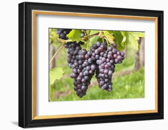 Red Wine Grapes, Uhlbach, Baden Wurttemberg, Germany, Europe-Markus-Framed Photographic Print