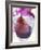 Red Wine Pear, Served in a Glass-Alena Hrbkova-Framed Photographic Print