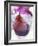 Red Wine Pear, Served in a Glass-Alena Hrbkova-Framed Photographic Print