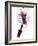 Red Wine Splashing Out of Bottle-Kröger & Gross-Framed Photographic Print