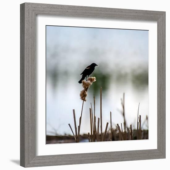 Red Wing Blackbird 3-Ursula Abresch-Framed Photographic Print