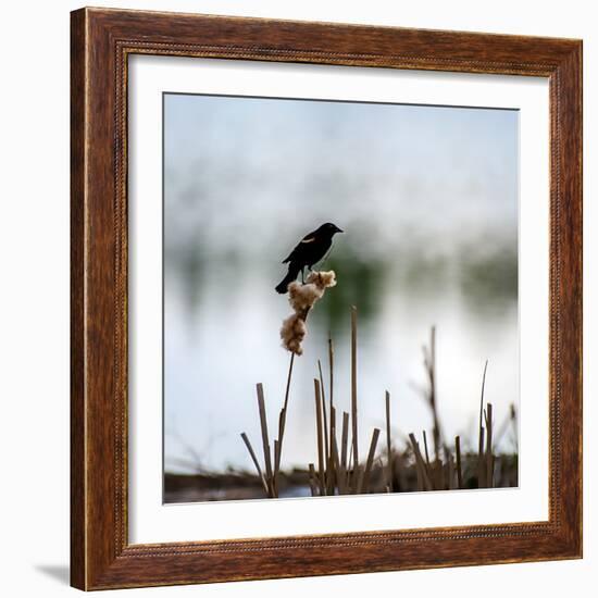 Red Wing Blackbird 3-Ursula Abresch-Framed Photographic Print