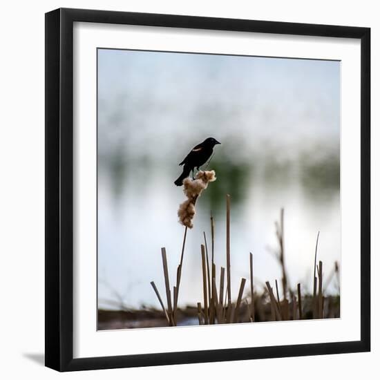 Red Wing Blackbird 3-Ursula Abresch-Framed Photographic Print