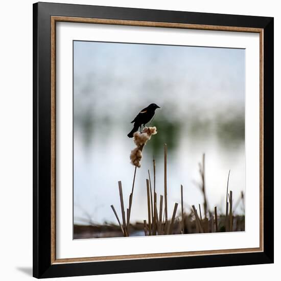 Red Wing Blackbird 3-Ursula Abresch-Framed Photographic Print