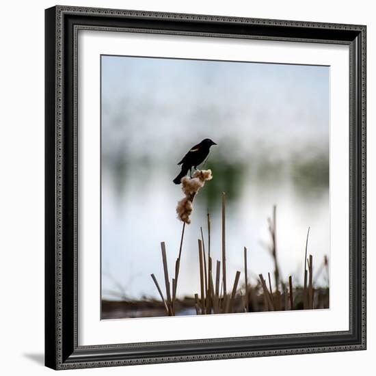 Red Wing Blackbird 3-Ursula Abresch-Framed Photographic Print