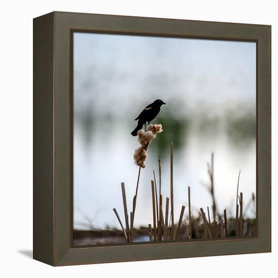 Red Wing Blackbird 3-Ursula Abresch-Framed Premier Image Canvas