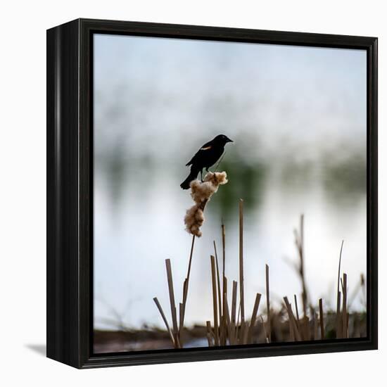 Red Wing Blackbird 3-Ursula Abresch-Framed Premier Image Canvas