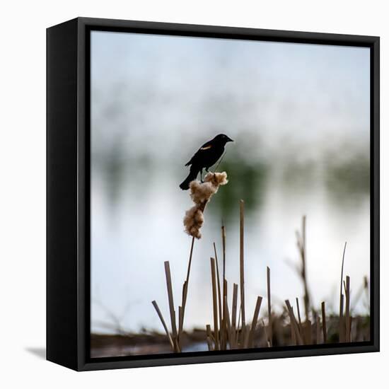 Red Wing Blackbird 3-Ursula Abresch-Framed Premier Image Canvas