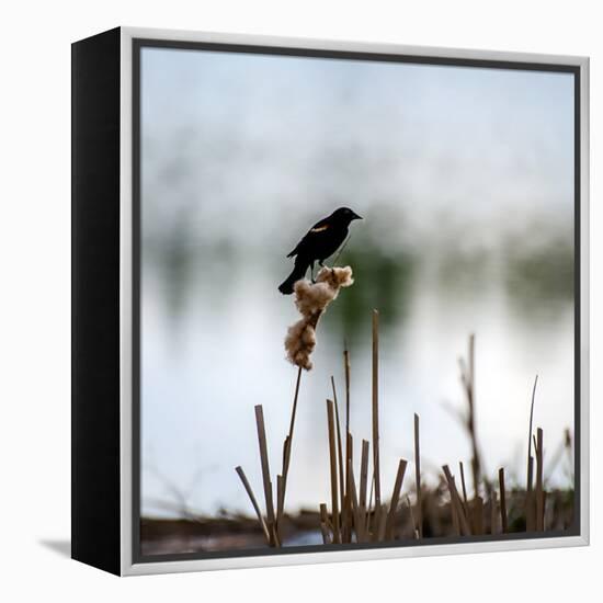 Red Wing Blackbird 3-Ursula Abresch-Framed Premier Image Canvas