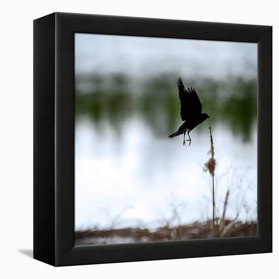 Red Wing Blackbird 4-Ursula Abresch-Framed Premier Image Canvas