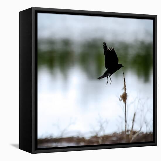 Red Wing Blackbird 4-Ursula Abresch-Framed Premier Image Canvas