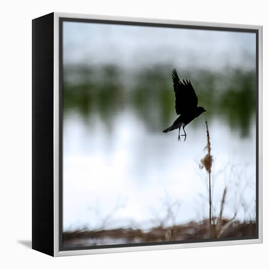 Red Wing Blackbird 4-Ursula Abresch-Framed Premier Image Canvas