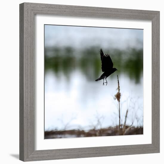 Red Wing Blackbird 4-Ursula Abresch-Framed Photographic Print