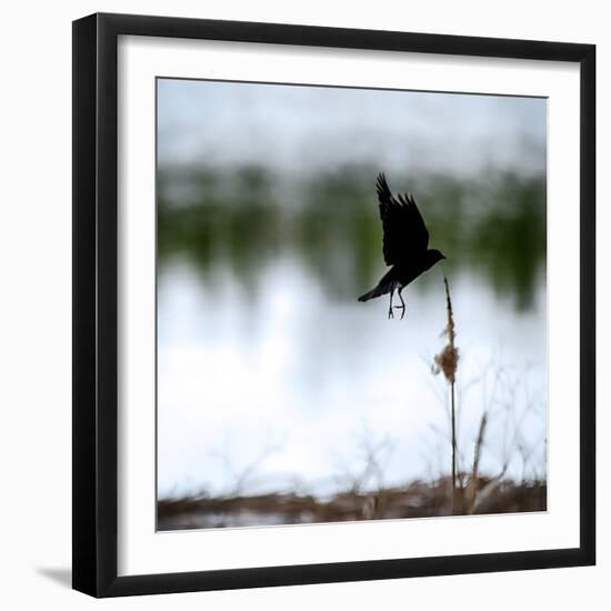 Red Wing Blackbird 4-Ursula Abresch-Framed Photographic Print