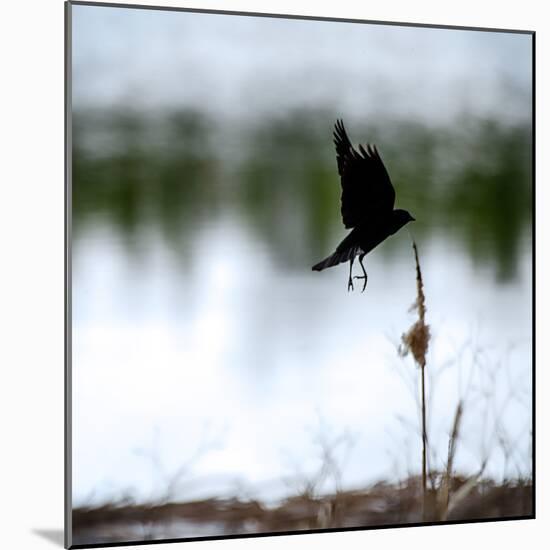 Red Wing Blackbird 4-Ursula Abresch-Mounted Photographic Print