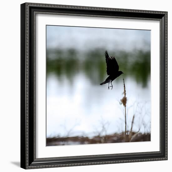 Red Wing Blackbird 4-Ursula Abresch-Framed Photographic Print